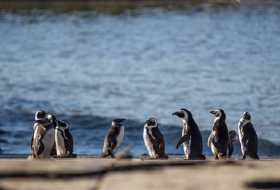 Leopard`s killing of rare African penguins sparks conservation debate